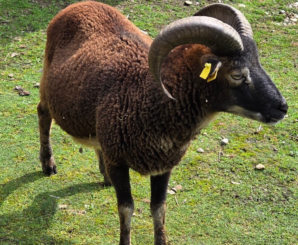 Wildpark Sonnenhalde-Neukirch必去景点