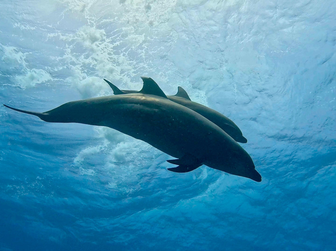 Rangiroa Diving Center-阿瓦托鲁必去景点