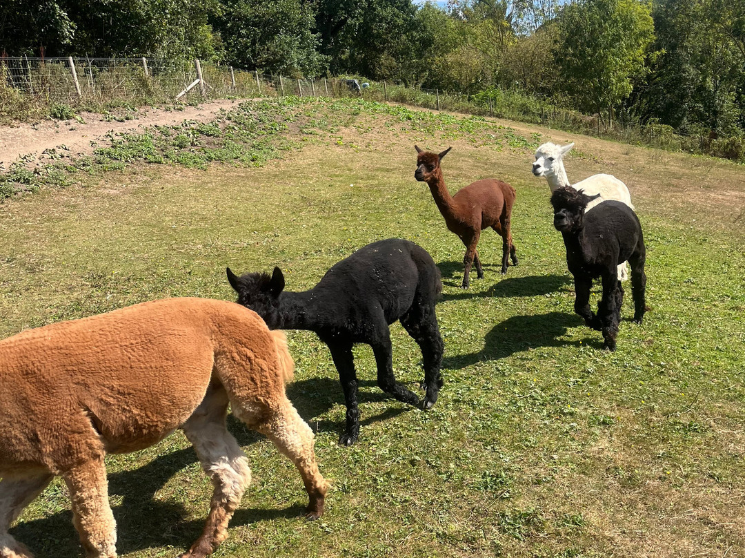 Colomendy Alpaca Farm-诺特霍普厅必去景点