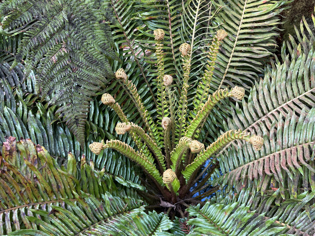 Ascog Hall Fernery and Garden-Ascog必去景点