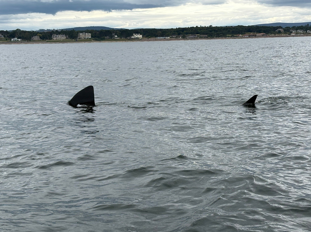 Dolphin Spirit Inverness-因弗内斯必去景点