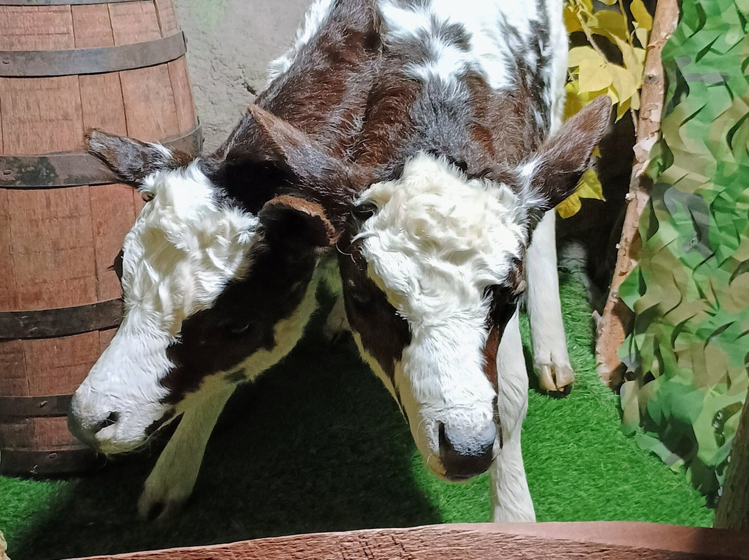 Ripley's Believe It or Not Wisconsin Dells-威斯康星峡谷必去景点