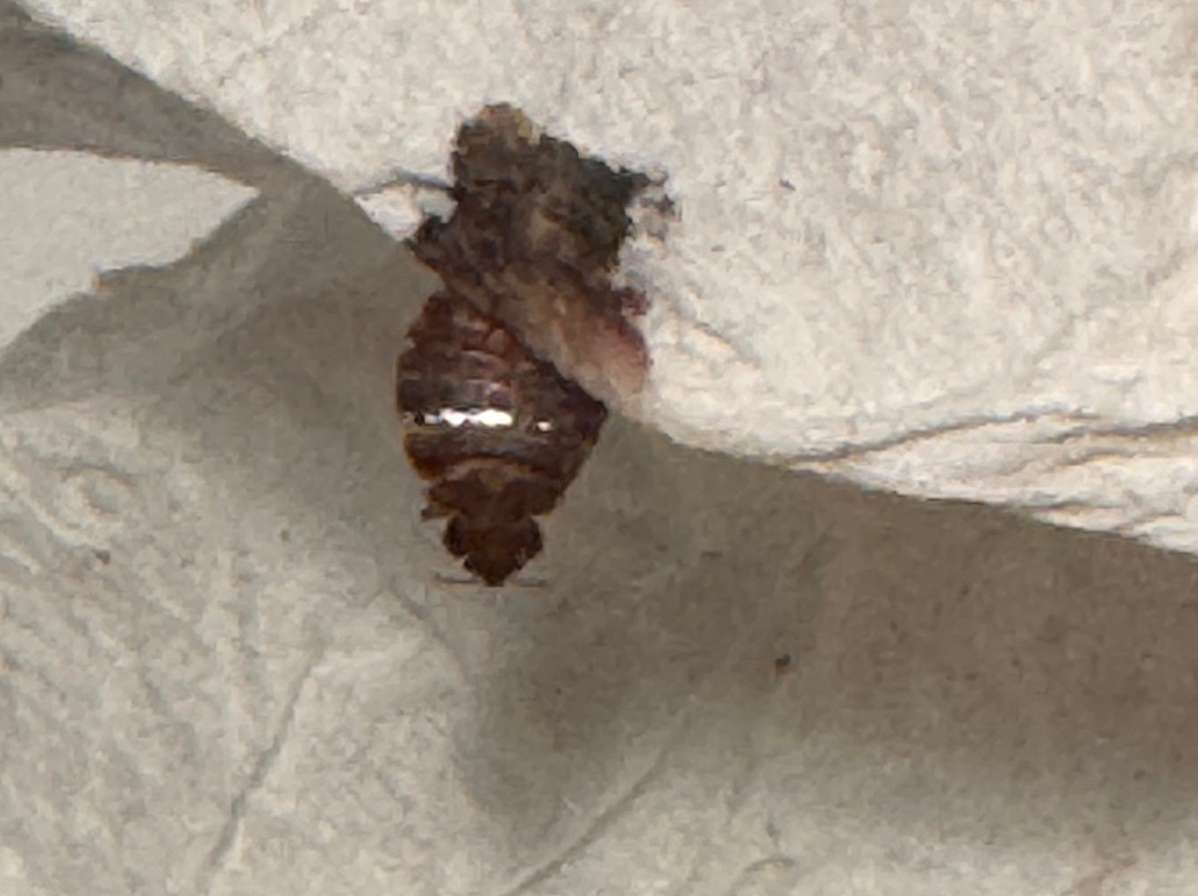 Homewood Suites by Hilton Boston-Peabody主图