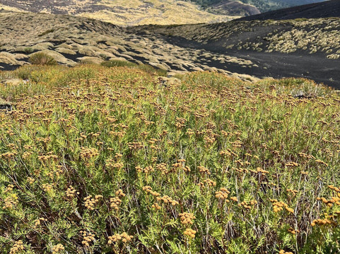 Guide Vulcanologiche Etna Nord-林瓜格洛萨必去景点