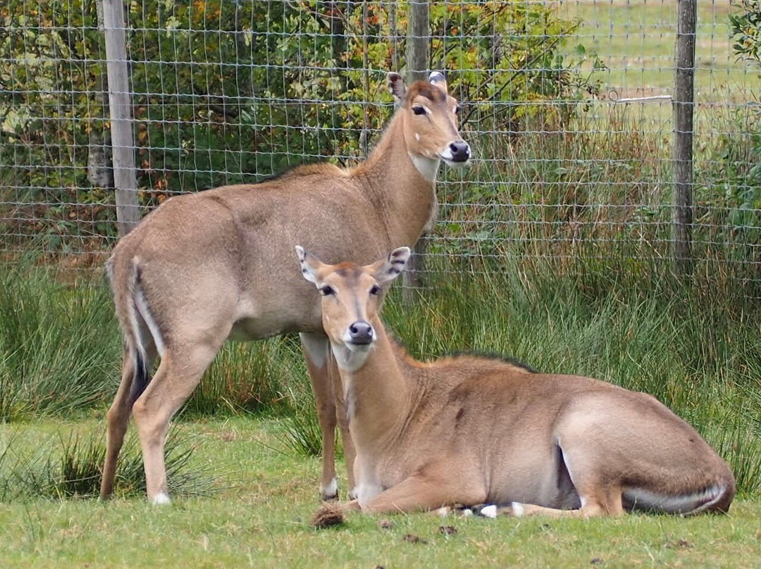 Knowsley Safari-Prescot必去景点