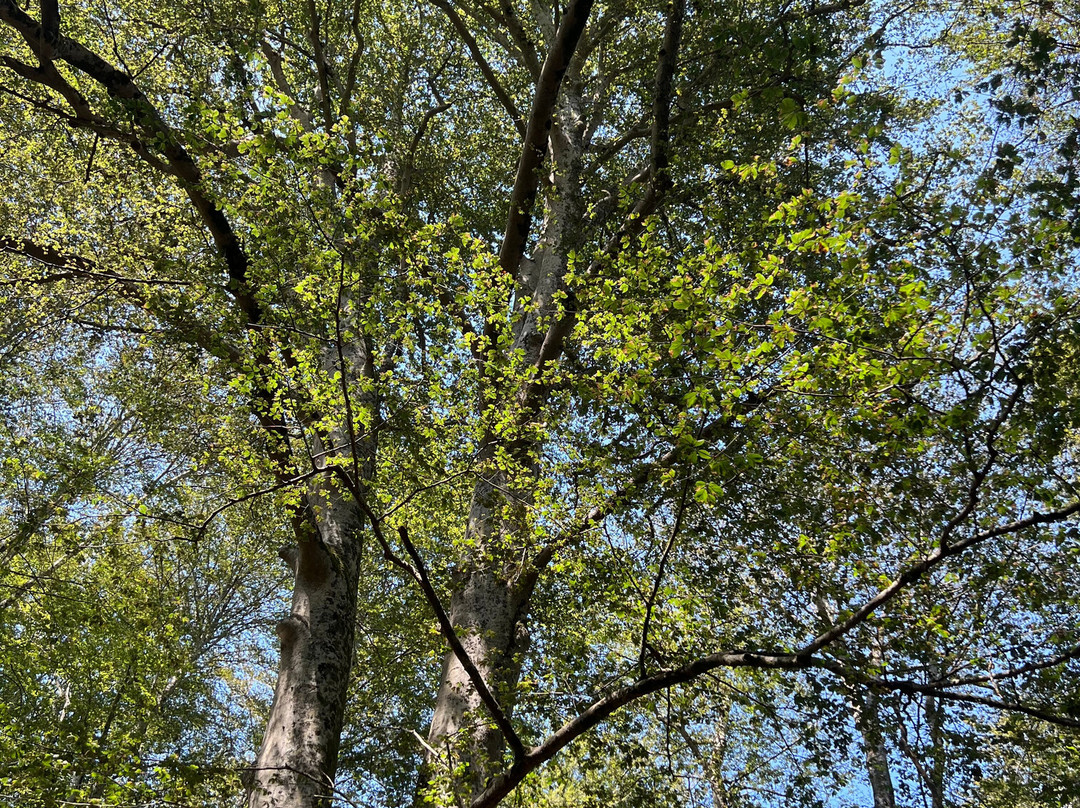 Bosco Magnano - Torrente Peschiera-San Severino Lucano必去景点