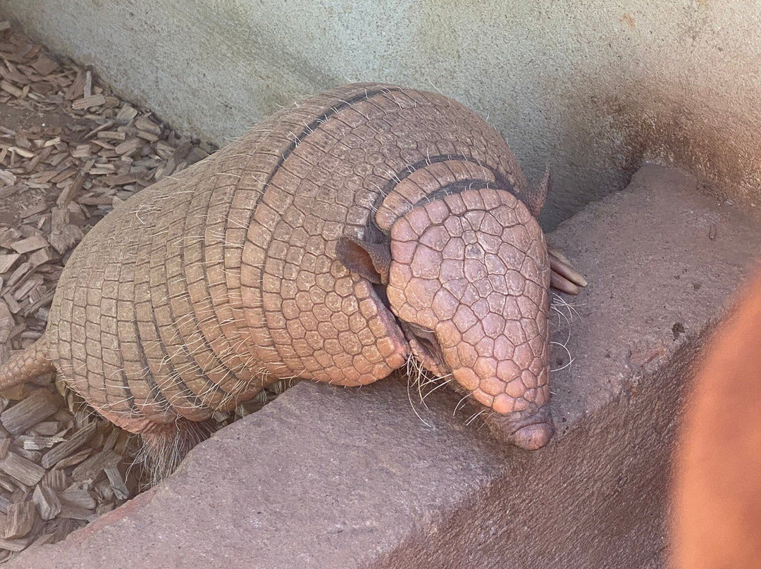 Zoa Parc Animalier et Botanique-滨海萨纳里必去景点