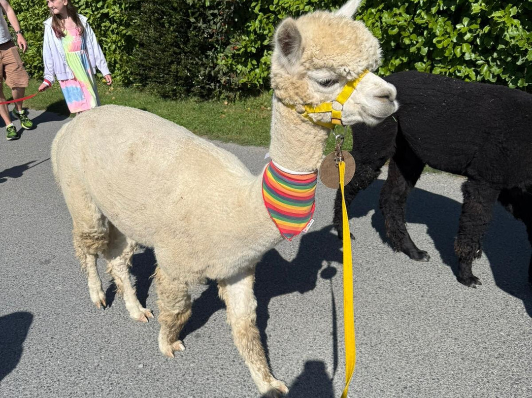 Strangford Bay Alpacas-Strangford必去景点