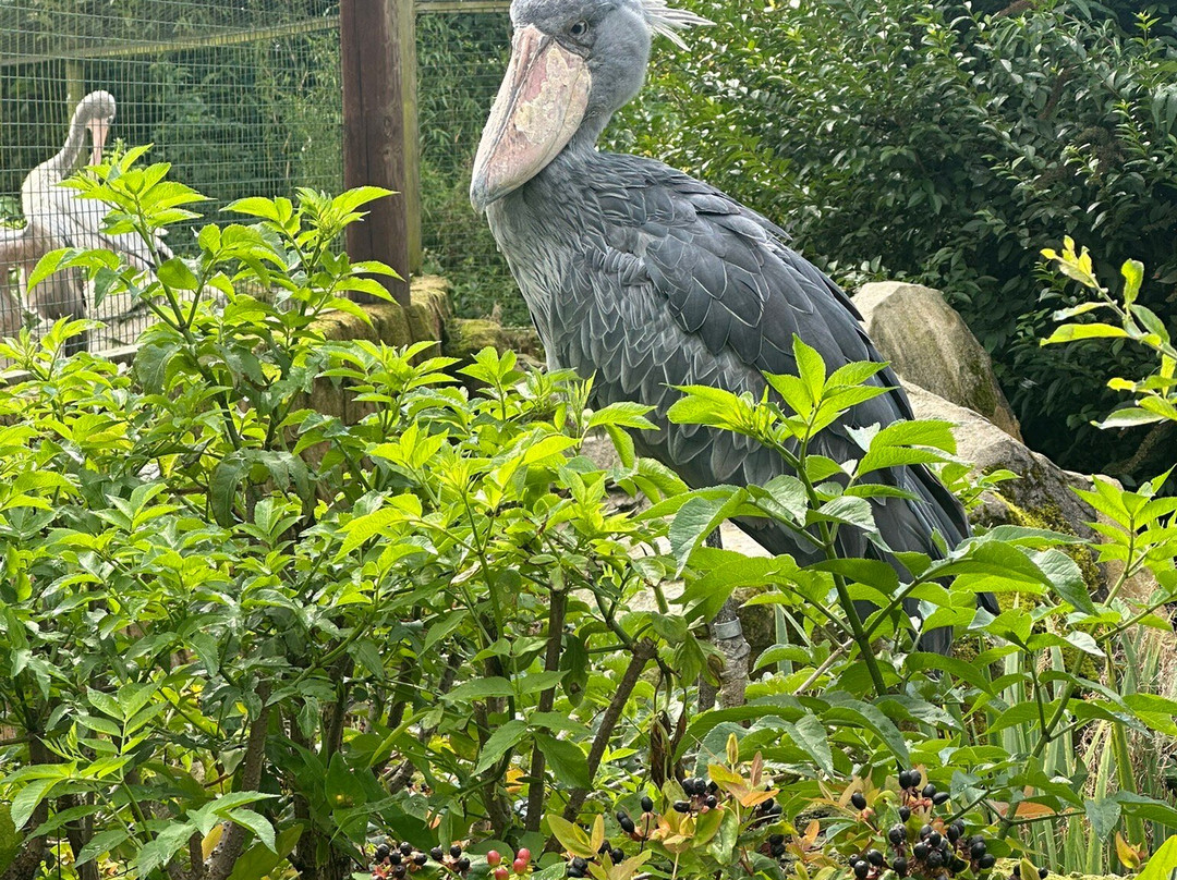 Exmoor Zoo-巴恩斯特珀尔必去景点