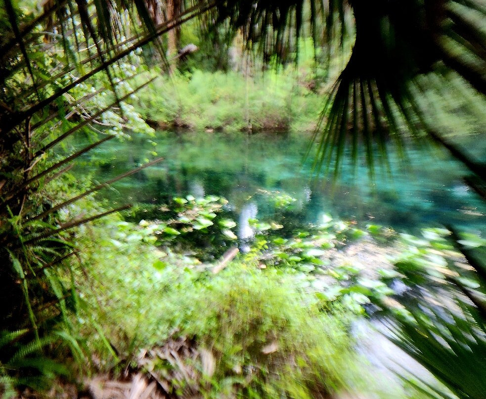 Silver Springs River-奥卡拉必去景点