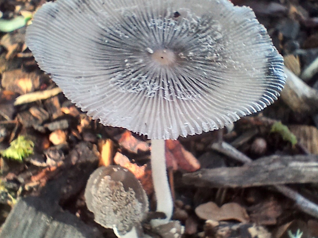 Northern Woodcraft-Holystone必去景点