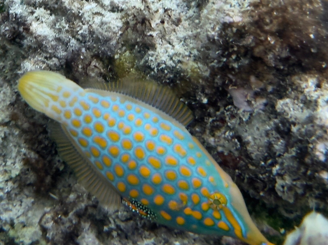 Magenta Oceans-Uoleva Island必去景点