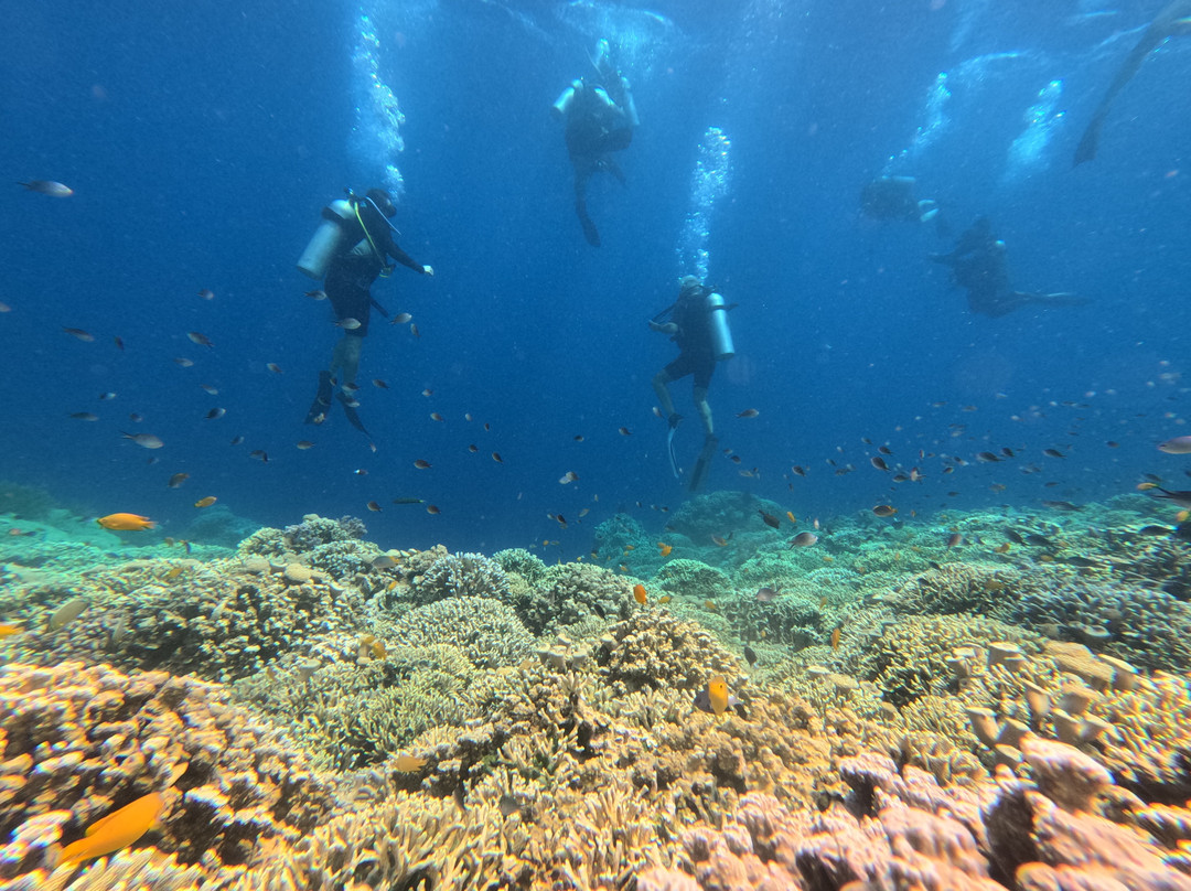 Snorkeling Menjangan-佩母德兰必去景点