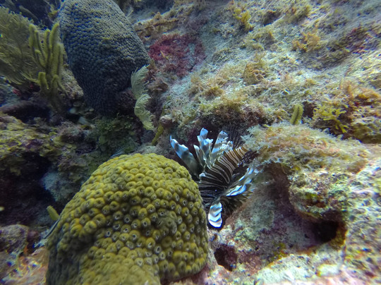 Blue Life Centro de Buceo-圣安德烈斯必去景点