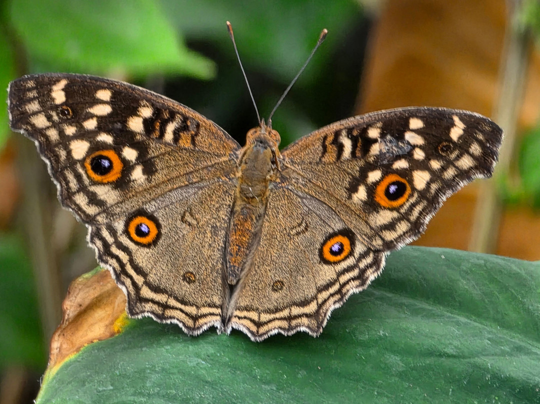常青食宿酒店主图