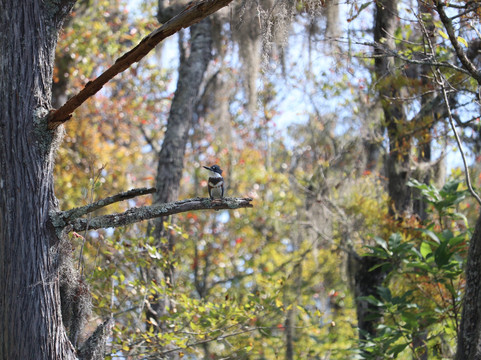 Black River Outdoors-美特尔海滩必去景点