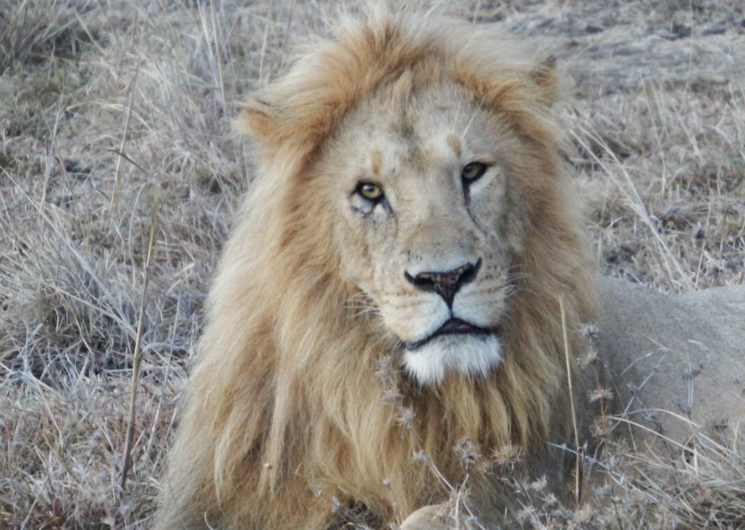 Africompass travel-内罗毕必去景点