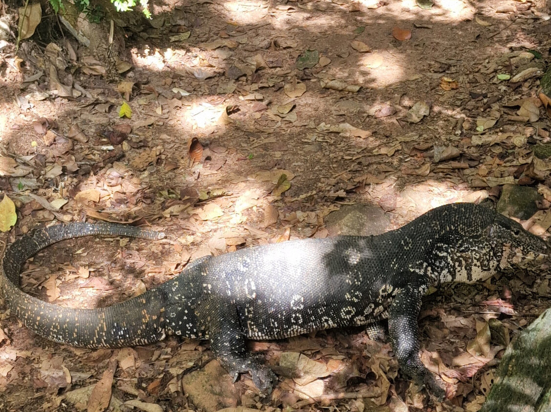 Sinharaja Rainforest Tour-Deniyaya必去景点