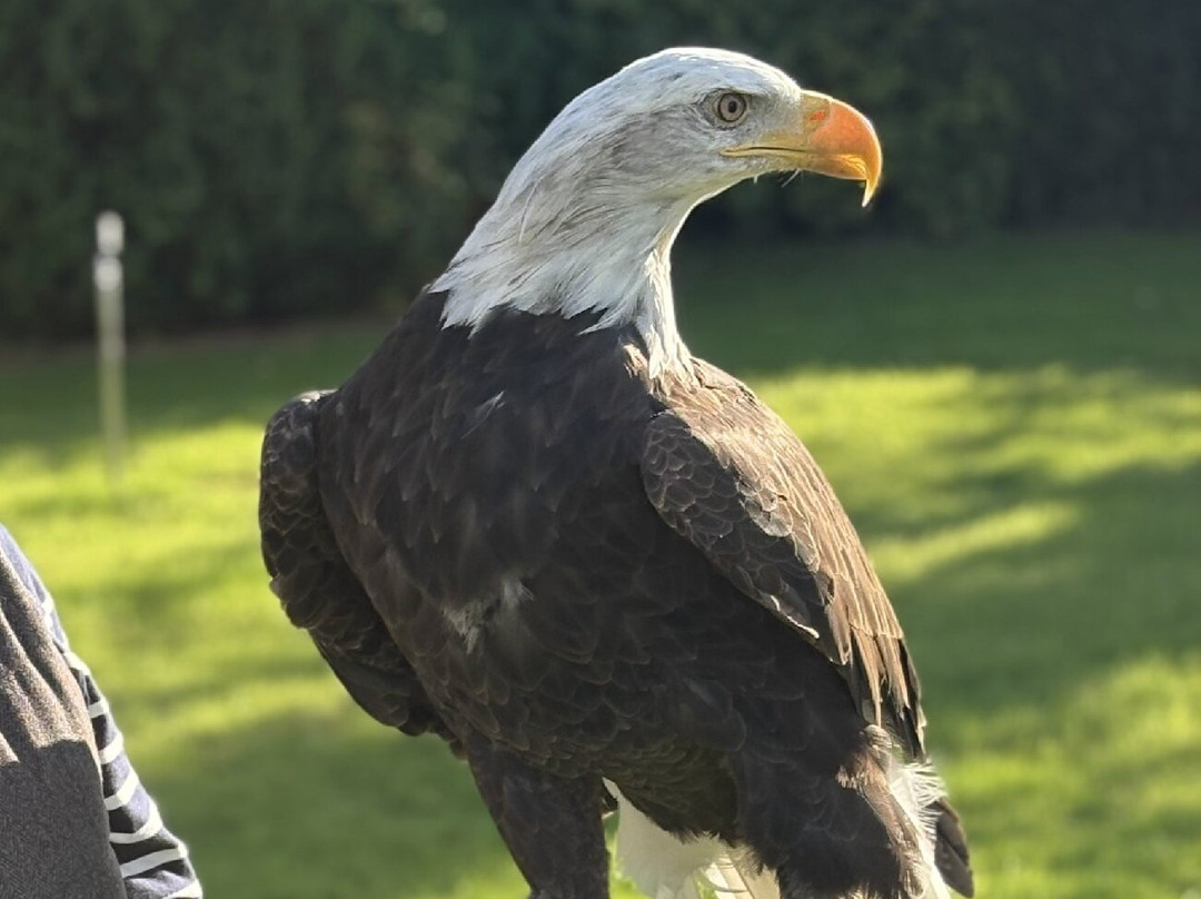 Falconry Experience Wales-Newtown必去景点