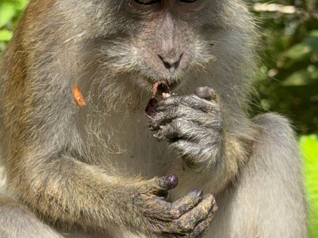 The Habitat Penang Hill-槟城岛必去景点