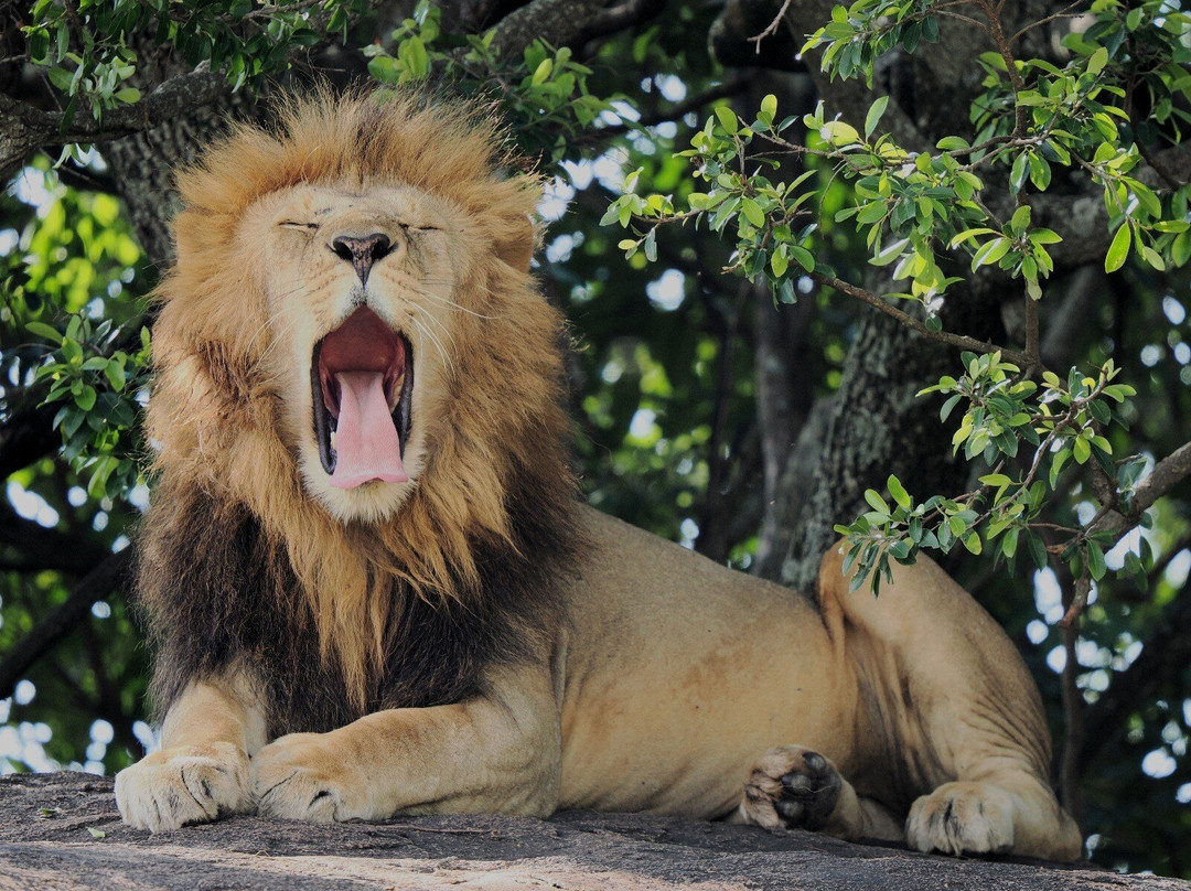 Sopai Safaris-阿鲁沙必去景点