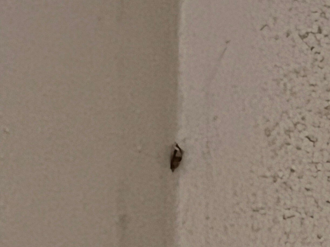 Best Western The Hotel Chequamegon主图