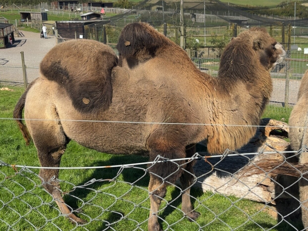 Chew Valley Animal Park-Chew Magna必去景点
