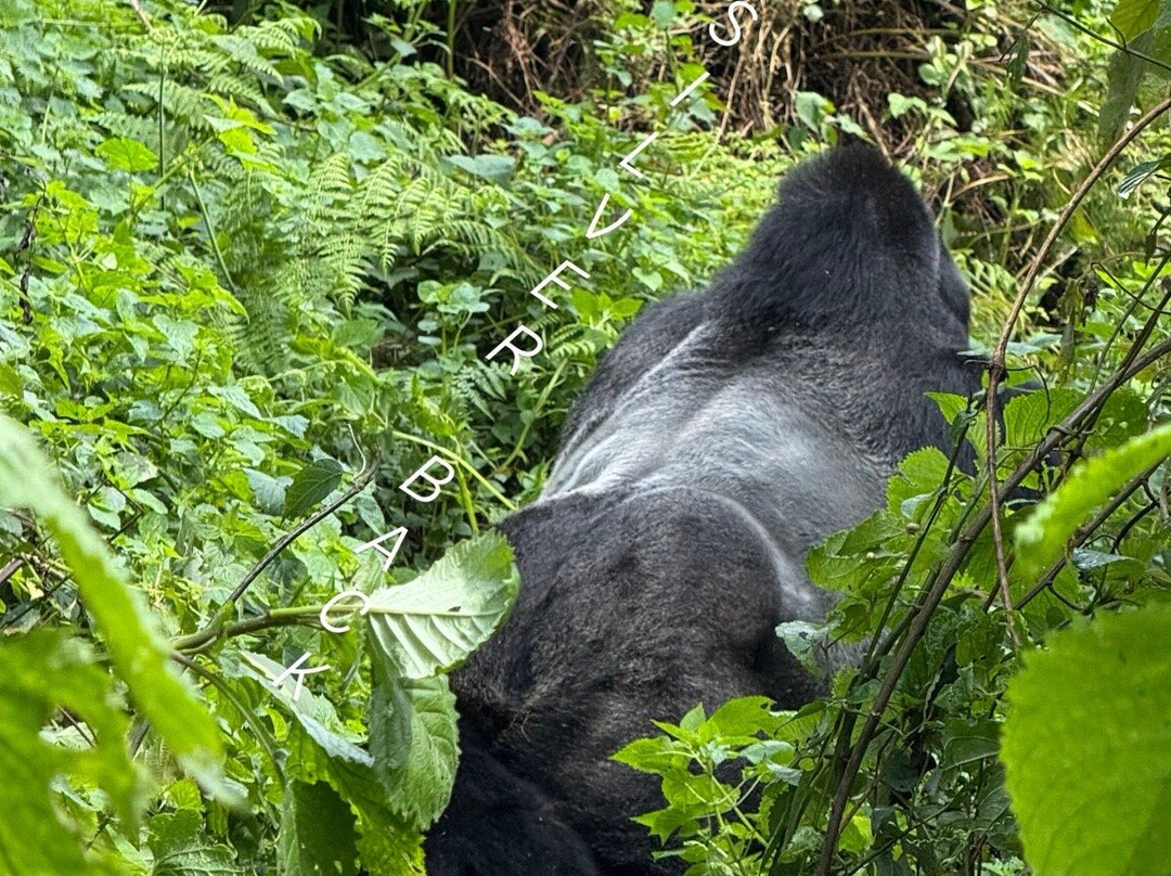 Trek Gorilla Safaris-坎帕拉必去景点