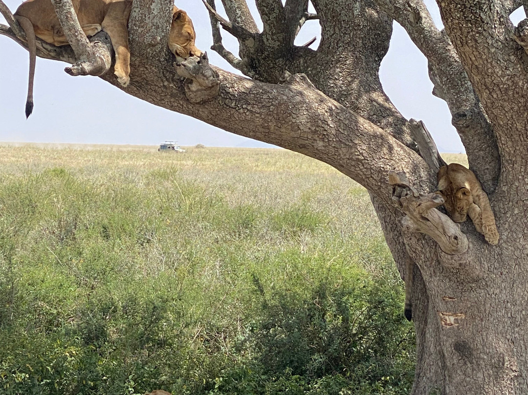 Usaka African Adventures-阿鲁沙必去景点
