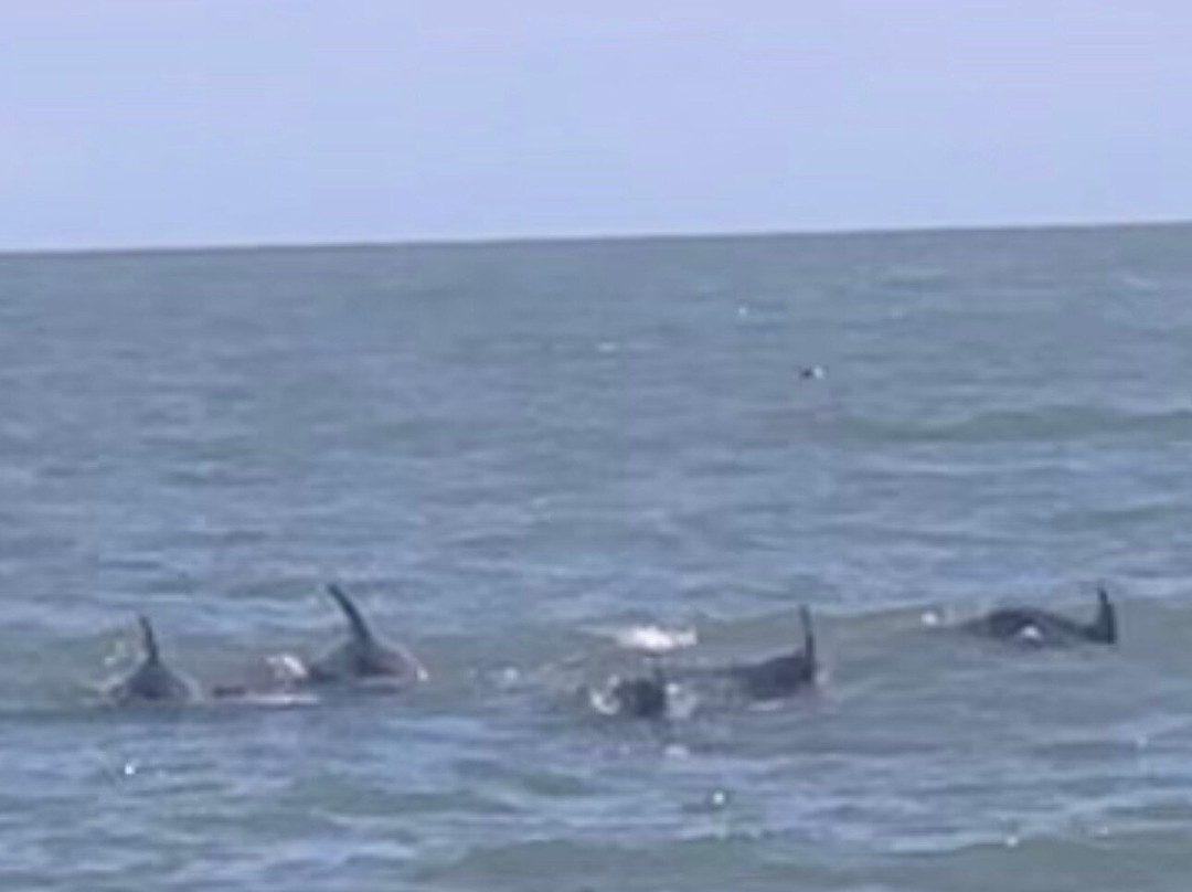 Myrtle Beach Dolphin Cruises-美特尔海滩必去景点