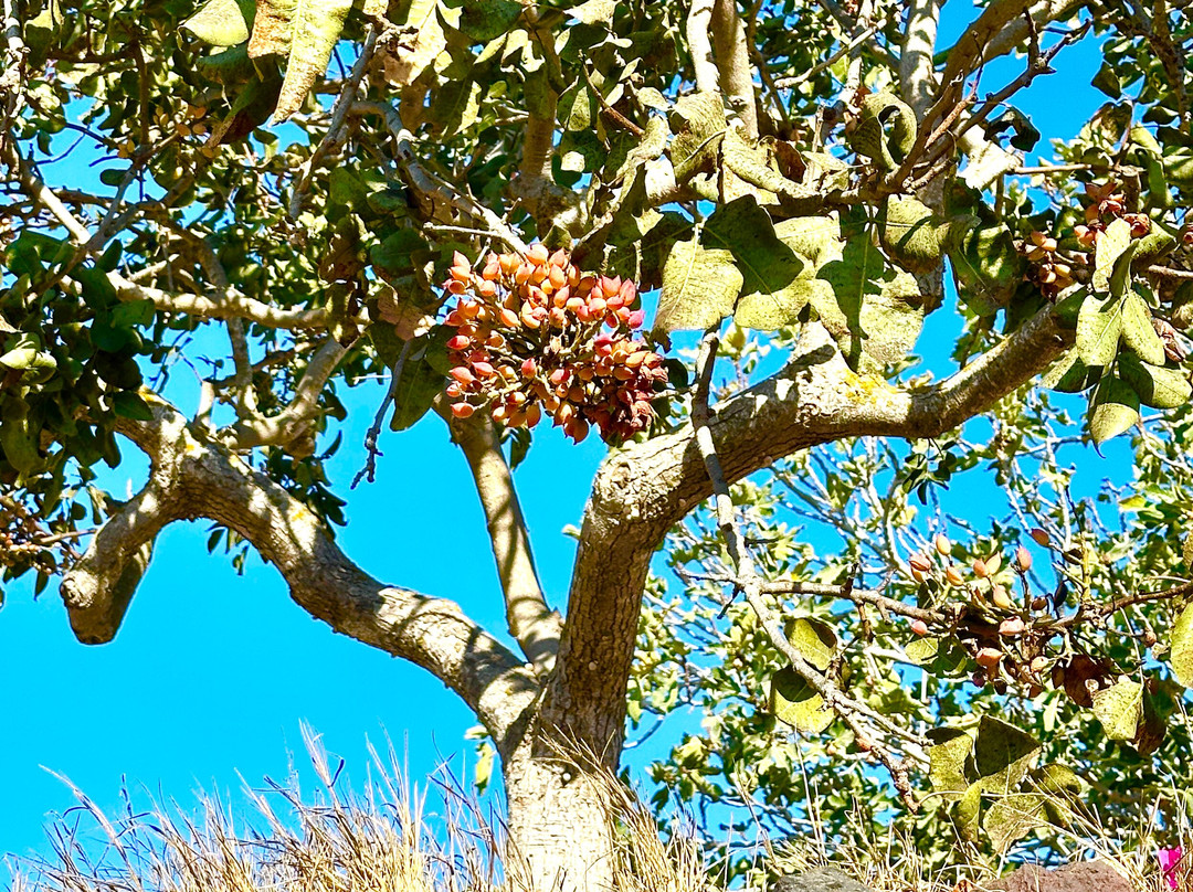 Monastiraki Flea Market-雅典必去景点