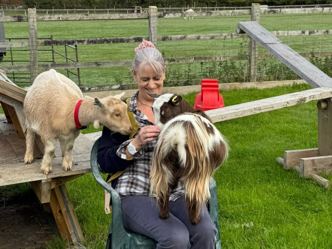Little Goats At Brockenhurst-Brockenhurst必去景点