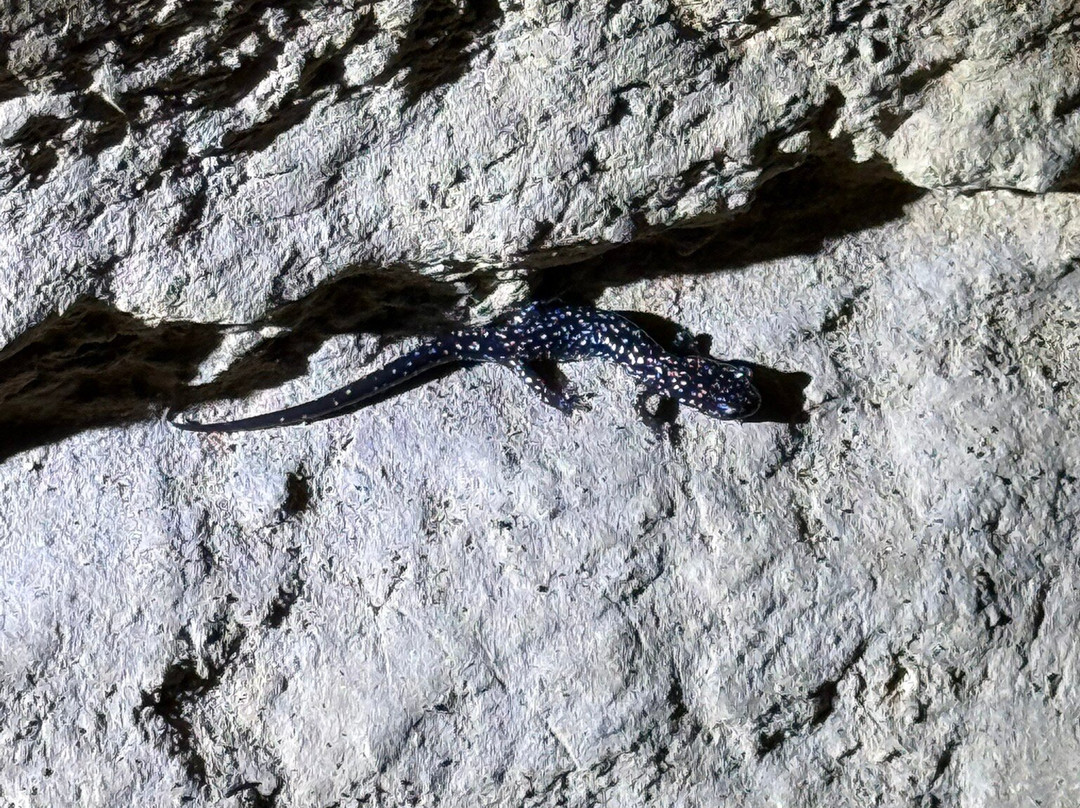 Bluff Dwellers Cave-Noel必去景点