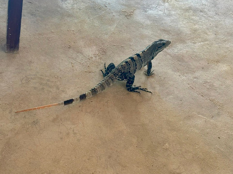 FisherNatours-图伦必去景点