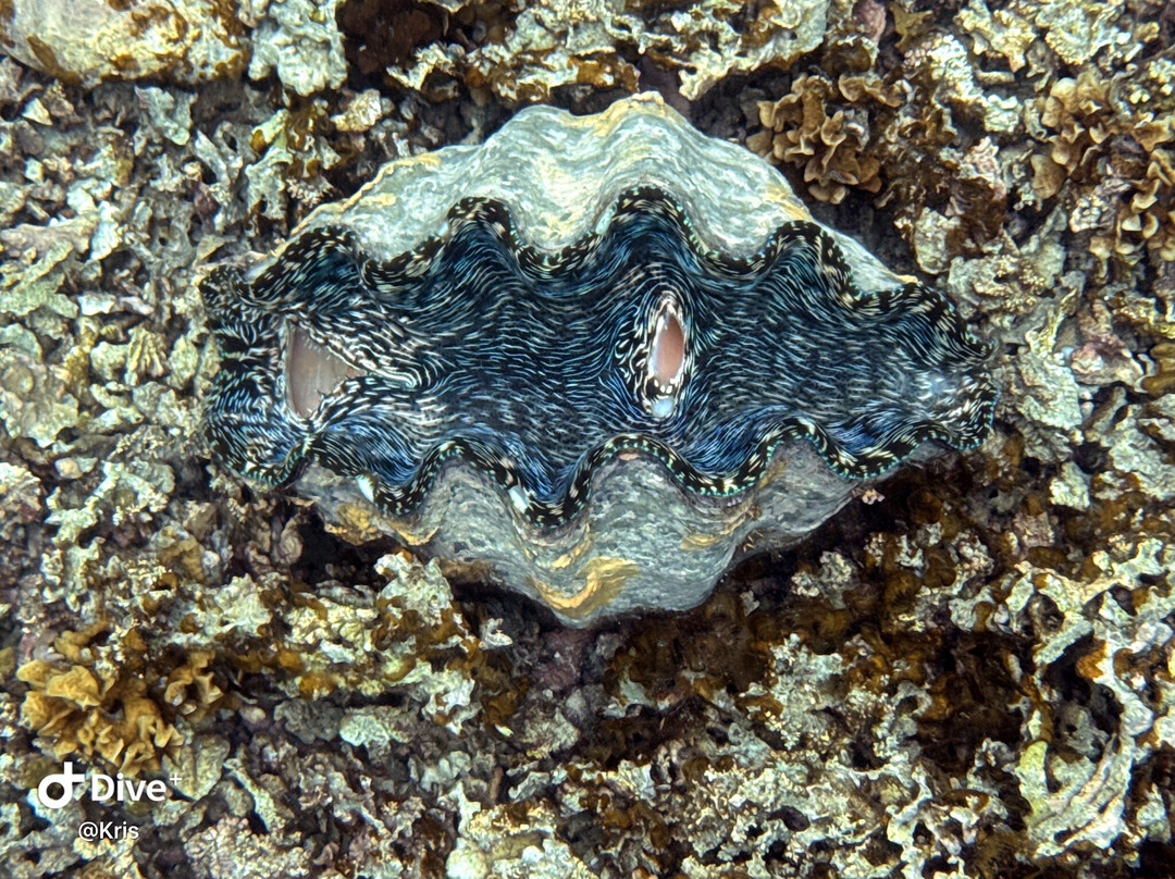 Giant Clam Sanctuary-Savaia必去景点