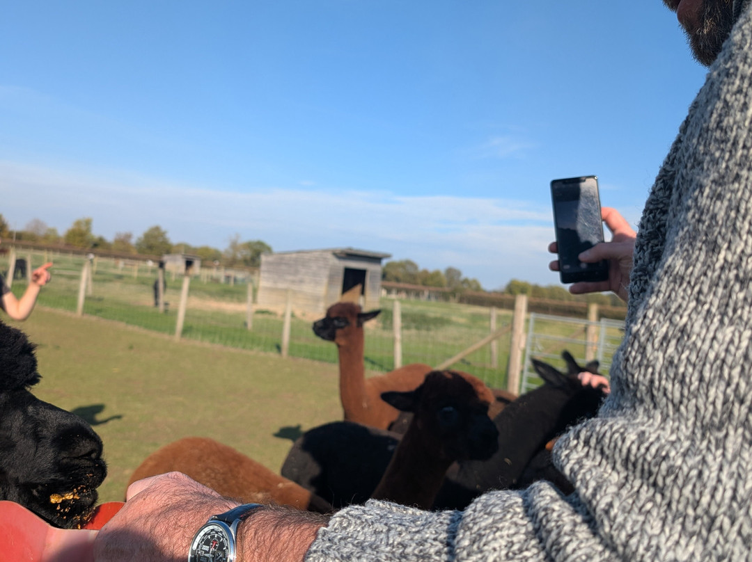 The Alpaca Centre at JandJ Alpacas-特伦特河畔纽瓦克必去景点