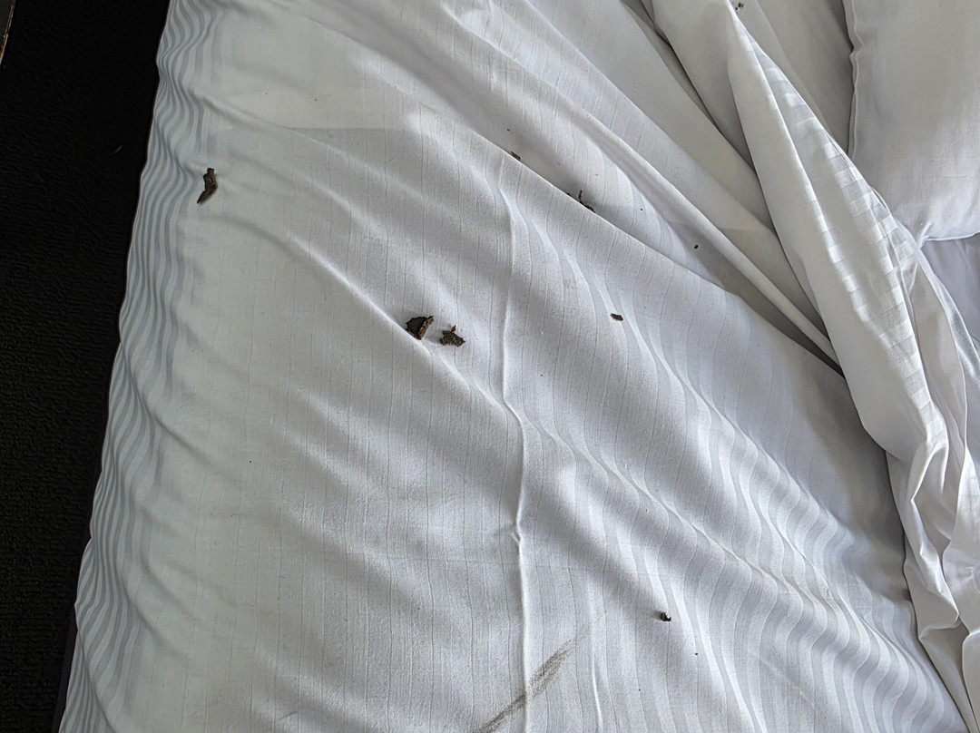 Adelaide Pulteney Motel主图