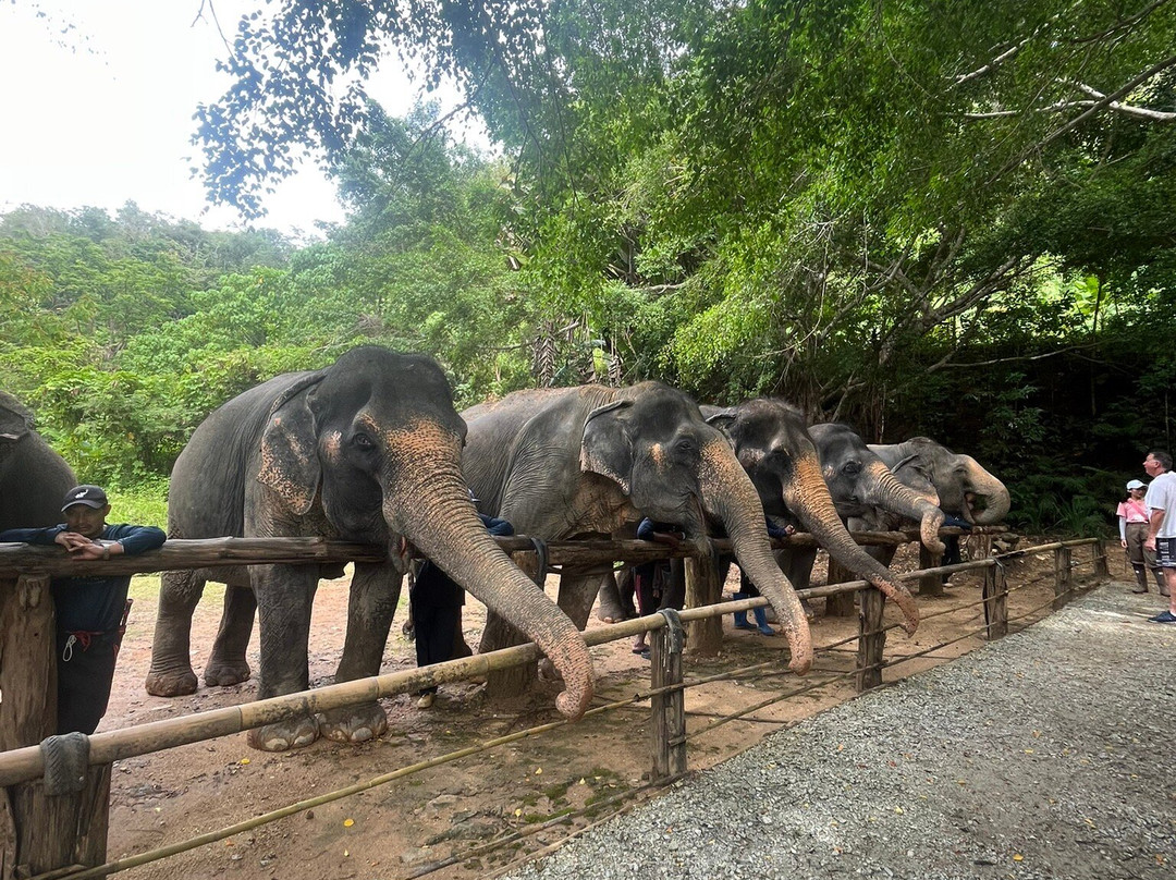Hidden Forest Elephant Reserve-查龙必去景点