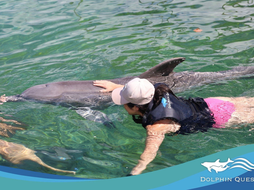 寻访海豚之旅-威可洛亚必去景点