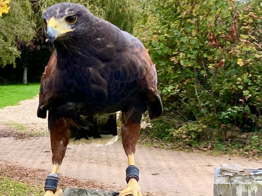 Sbw Raptors-Wootton必去景点