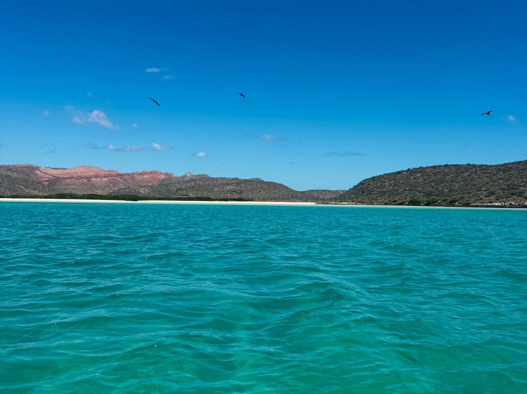 Shark Encounters Mexico-拉巴斯必去景点