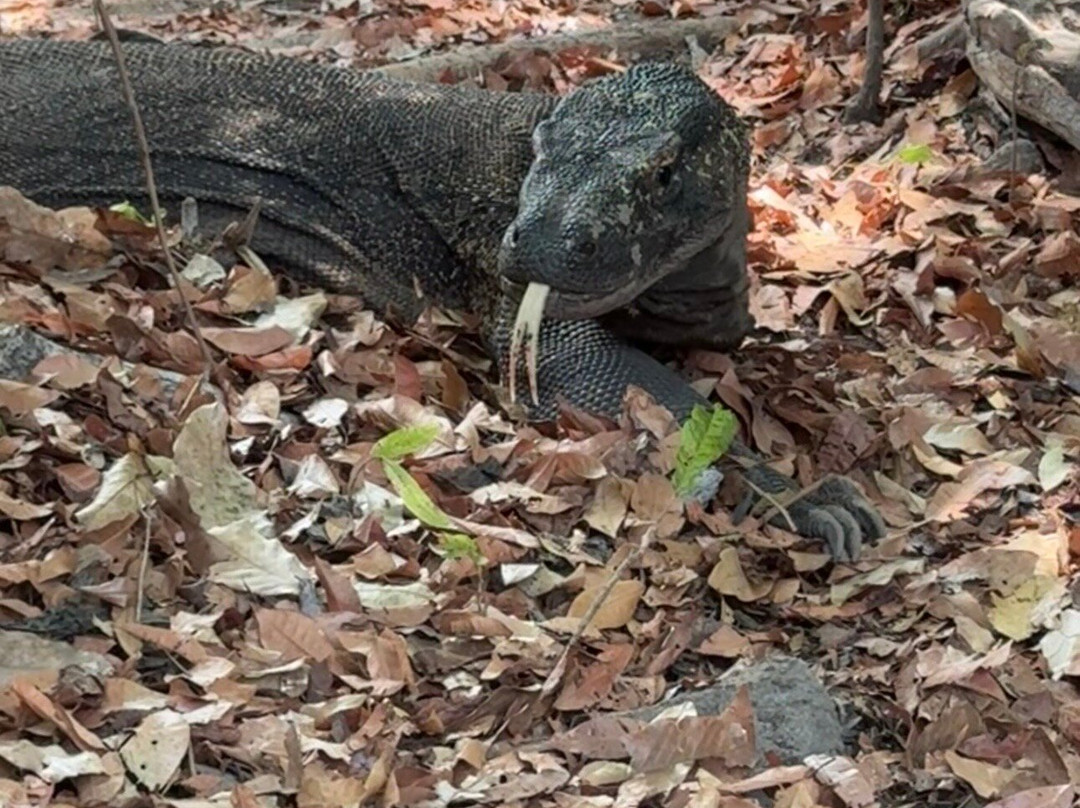 Captain Komodo-Labuan Bajo必去景点