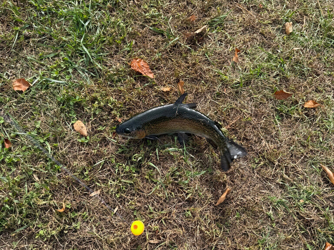 Cooper Creek Trout Farm & Pond-布赖森城必去景点