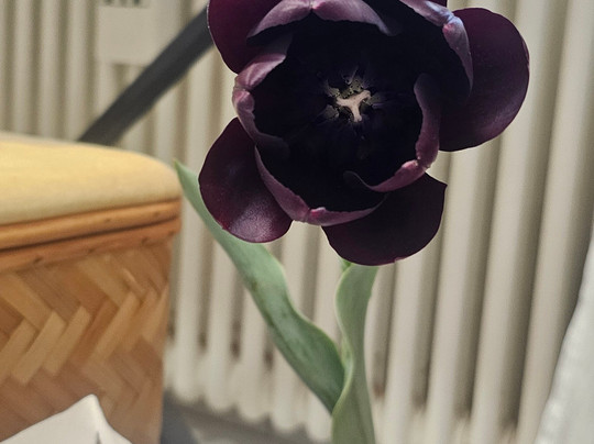 Tulipark-博洛尼亚必去景点