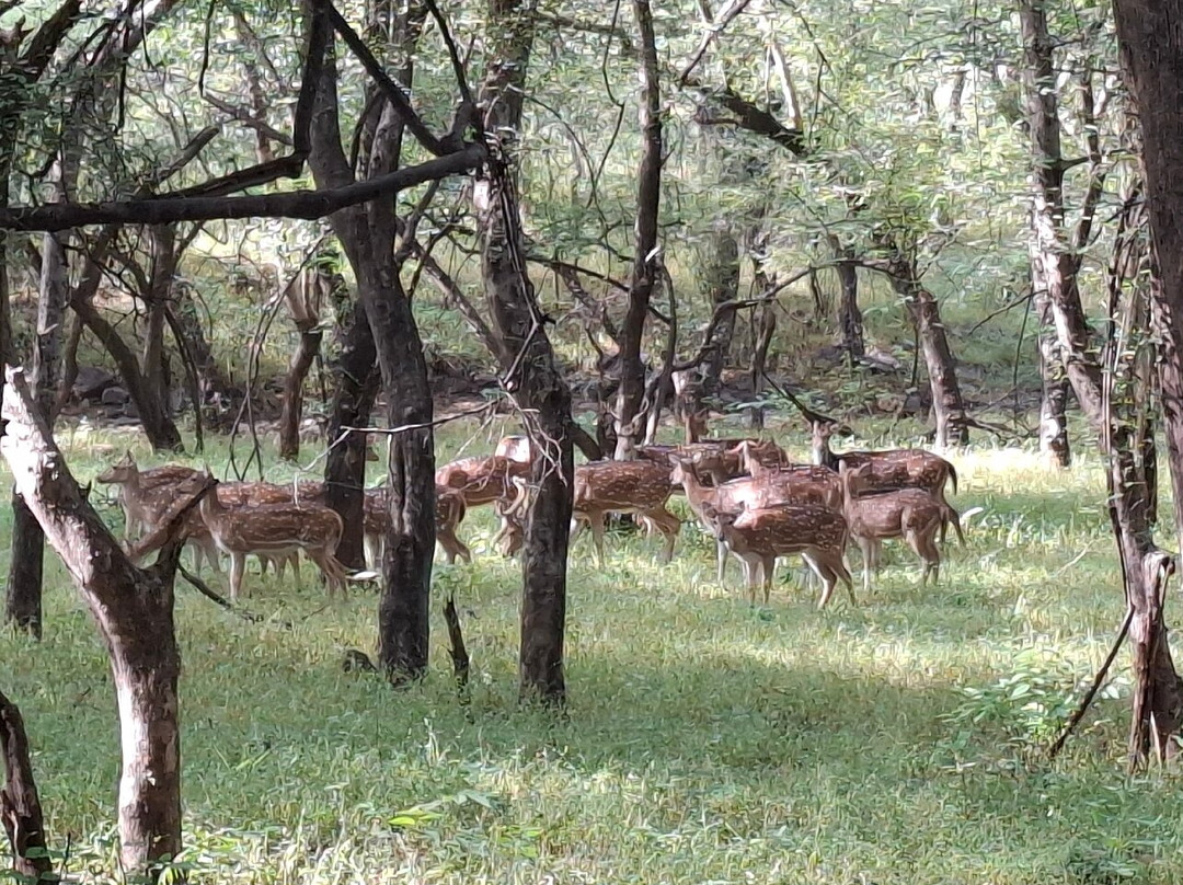 Ranthambore National Park-Ranthambore National Park必去景点