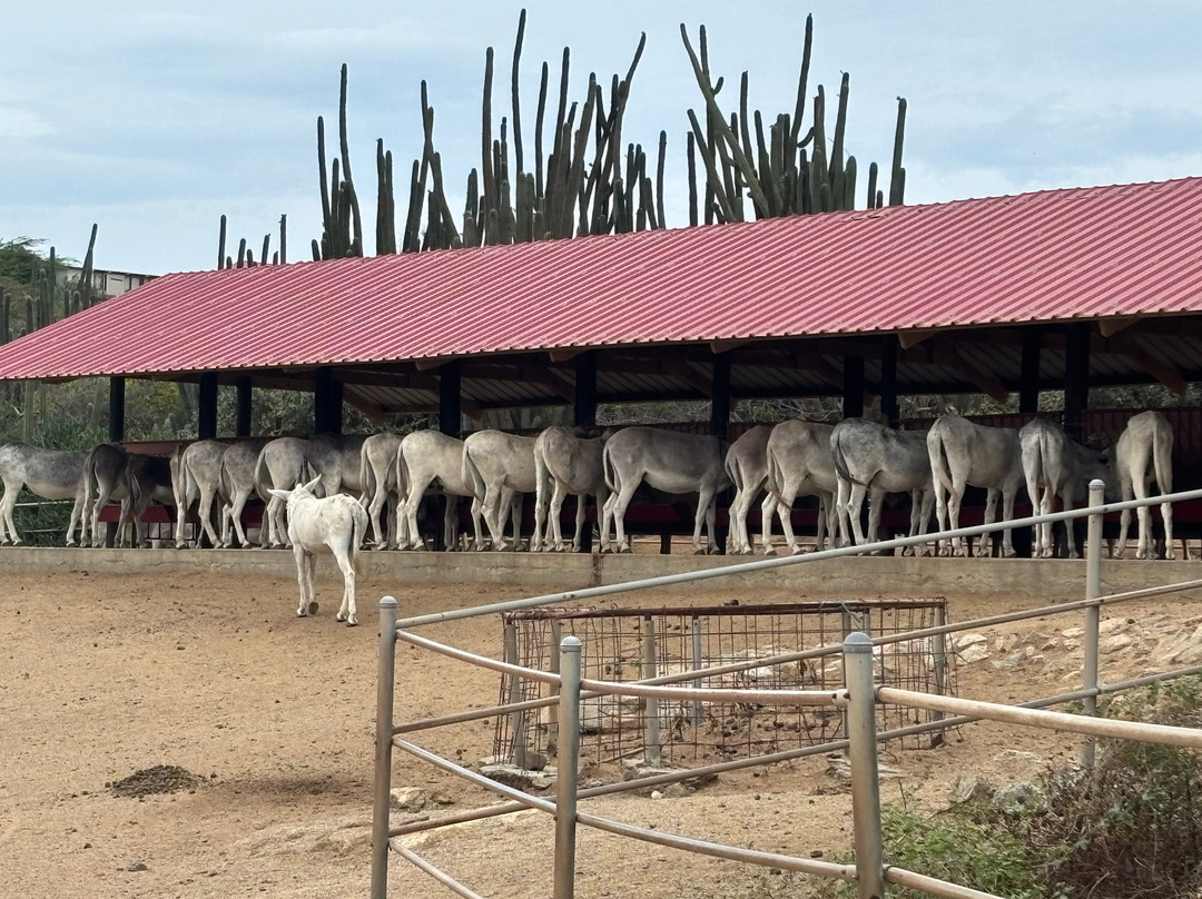Donkey Sanctuary Aruba-Santa Cruz必去景点