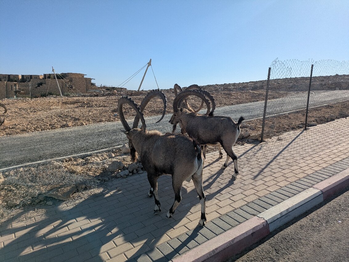 Daroma By Isrotel Collection-官方