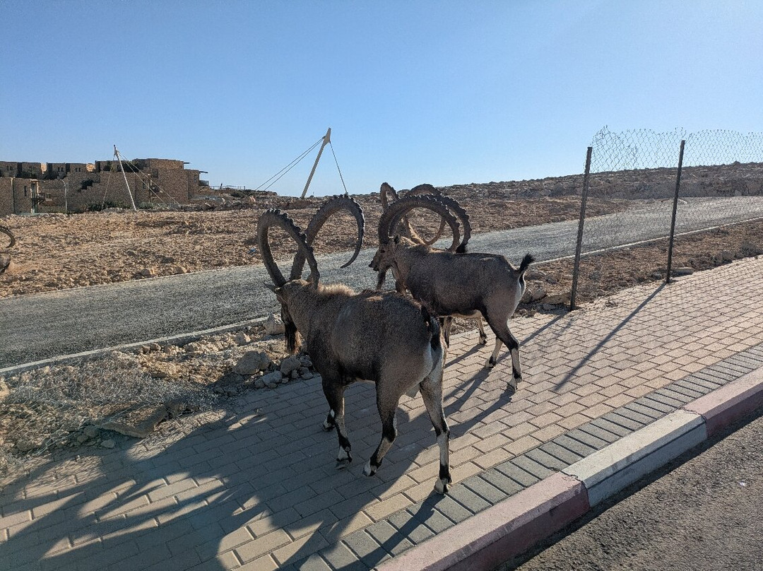 Daroma By Isrotel Collection主图