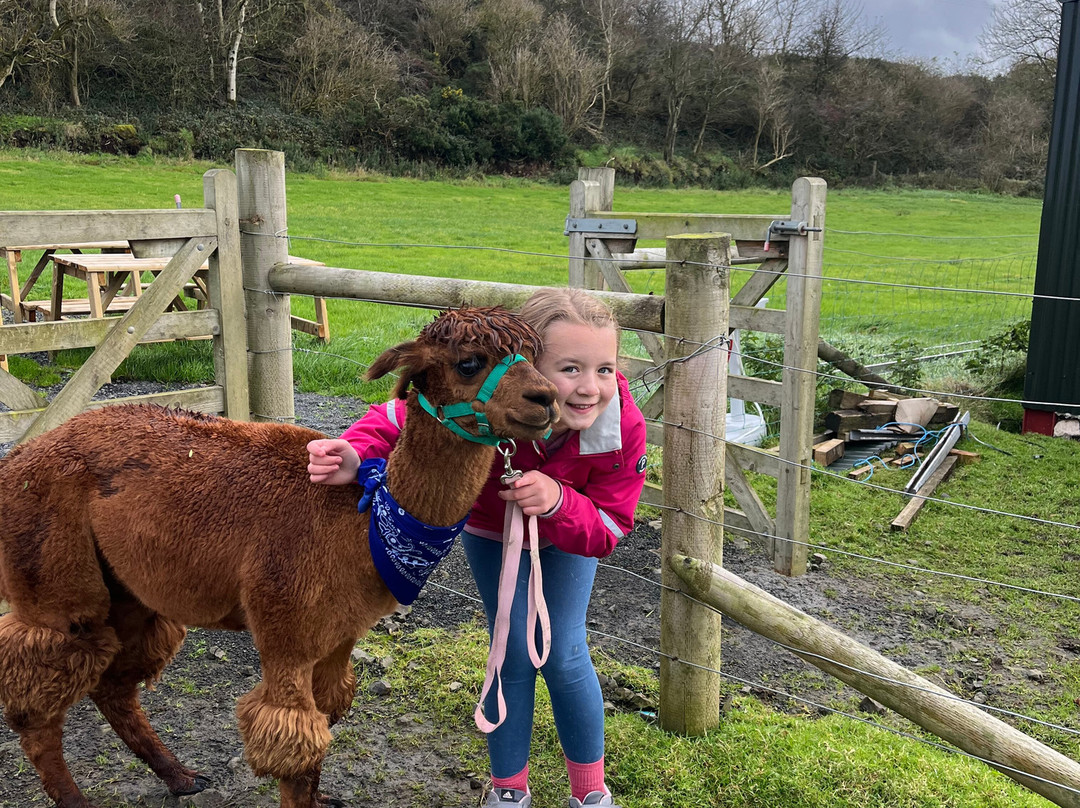 North Coast Alpacas-科尔雷恩必去景点