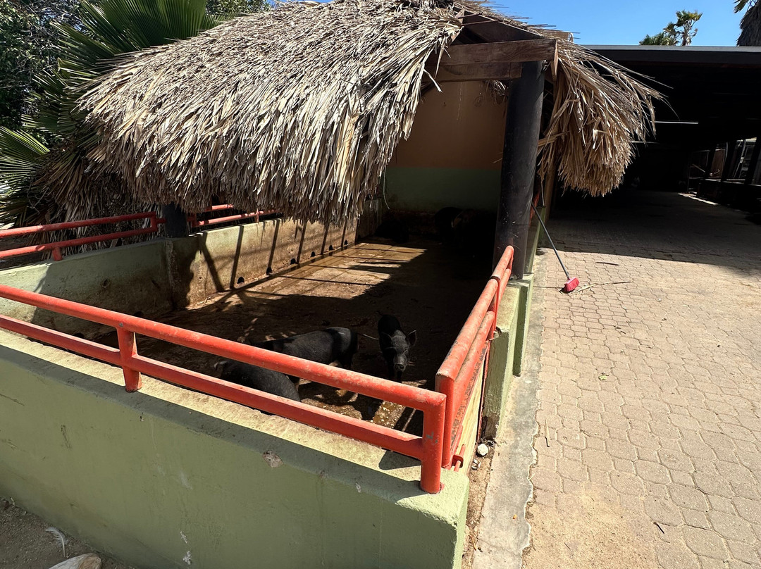 Philip's Animal Garden-Noord必去景点